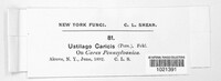 Anthracoidea caricis image